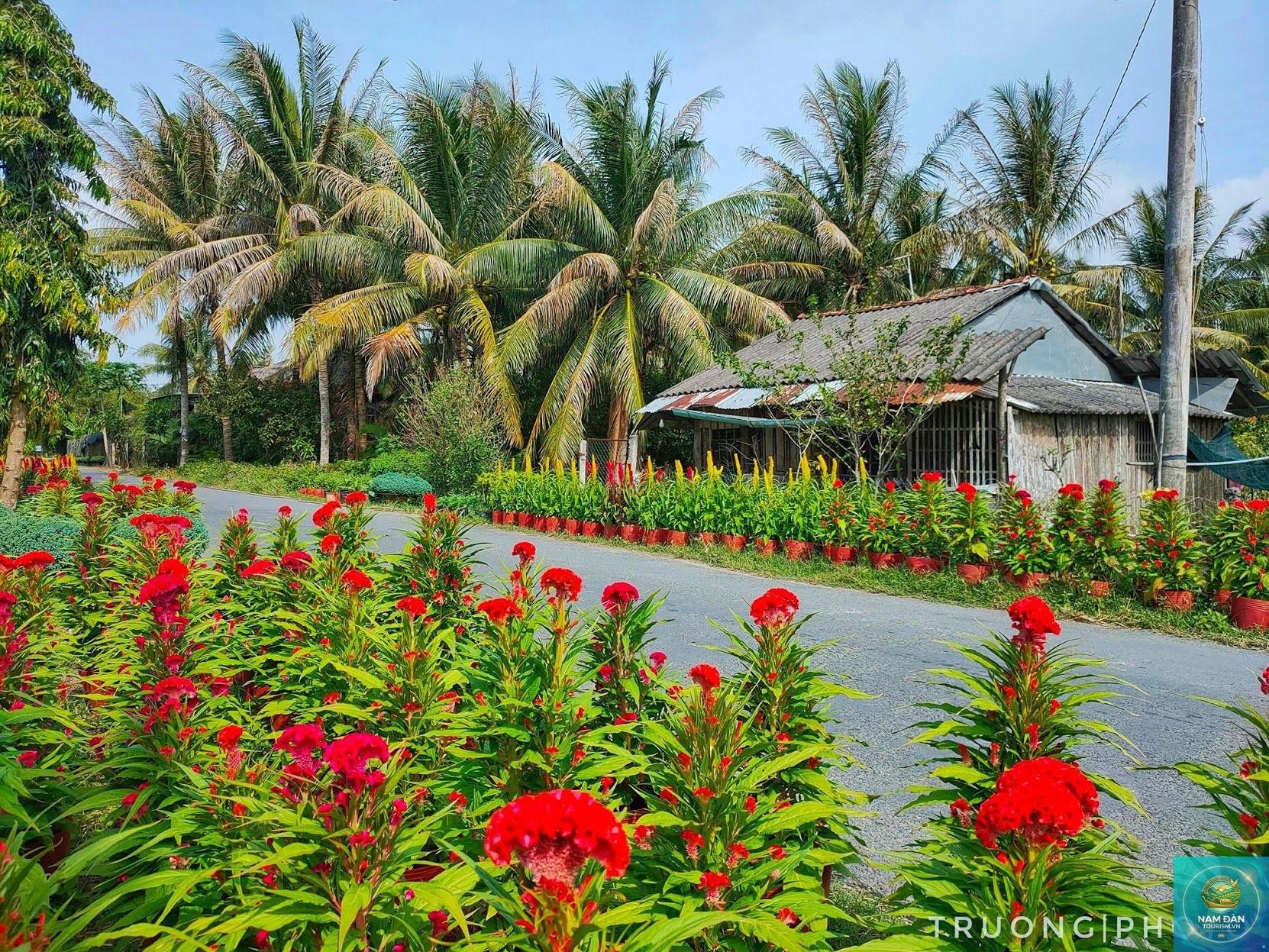 cái mơn chợ lách - Hình 5