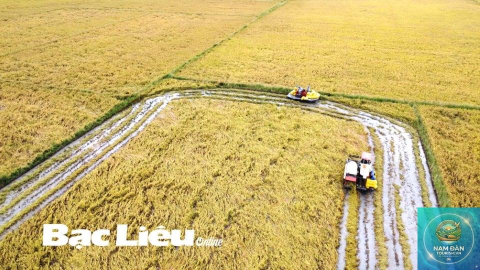 cánh đồng lúa giá rai - Hình 2