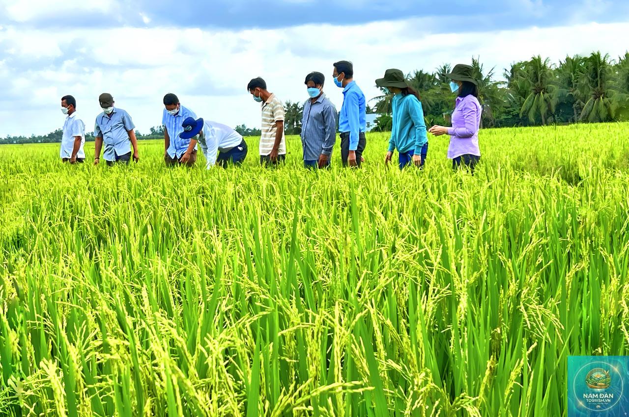cánh đồng lúa giá rai - Hình 3