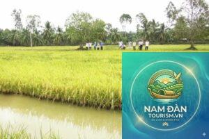 cánh đồng lúa giá rai