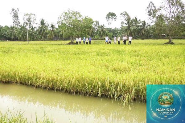 cánh đồng lúa giá rai - Hình 1