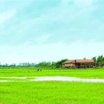 Khám phá vẻ đẹp nguyên sơ của cánh đồng lúa Hồng Ngự – Điểm đến không thể bỏ lỡ miền Tây cánh đồng lúa hồng ngự