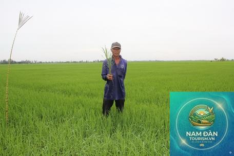 cánh đồng lúa hồng ngự - Hình 2