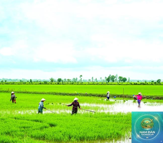 cánh đồng lúa hồng ngự - Hình 3