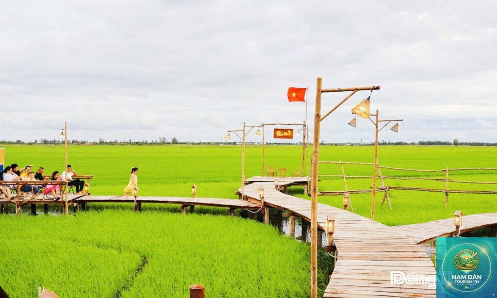 cánh đồng lúa tam nông