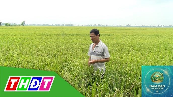 cánh đồng lúa tam nông - Hình 3