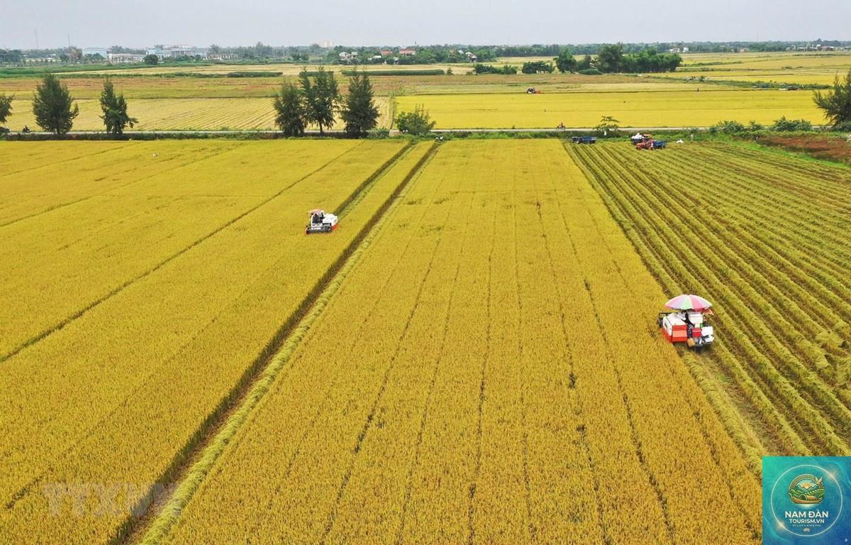 cánh đồng lúa tam nông - Hình 4
