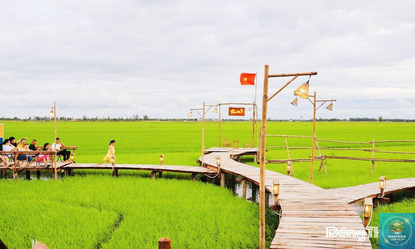 cánh đồng lúa tam nông - Hình 1