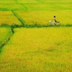 Trốn Tìm Sự Bình Yên Giữa Những Cánh Đồng Lúa Thanh Bình Của Việt Nam cánh đồng lúa thanh bình