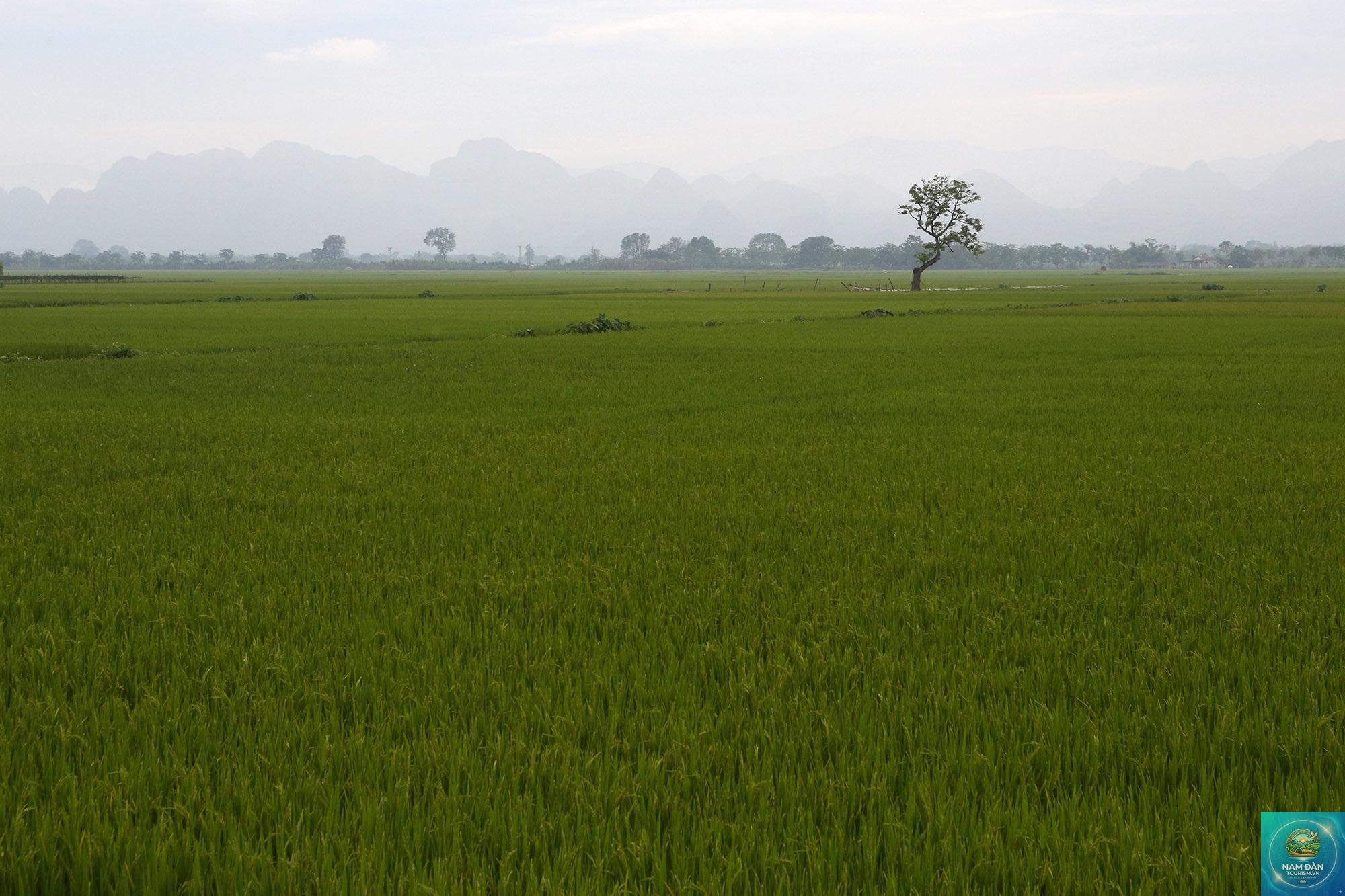 cánh đồng lúa thanh bình - Hình 2