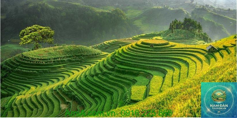 cánh đồng lúa thanh bình - Hình 3