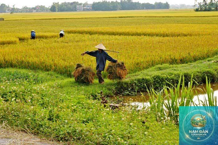 cánh đồng lúa thanh bình - Hình 4