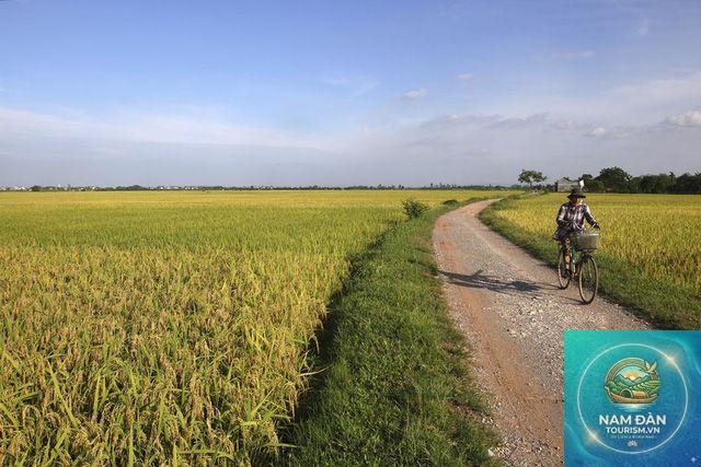 cánh đồng lúa thanh bình - Hình 5