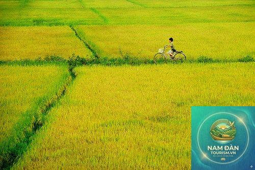 cánh đồng lúa thanh bình