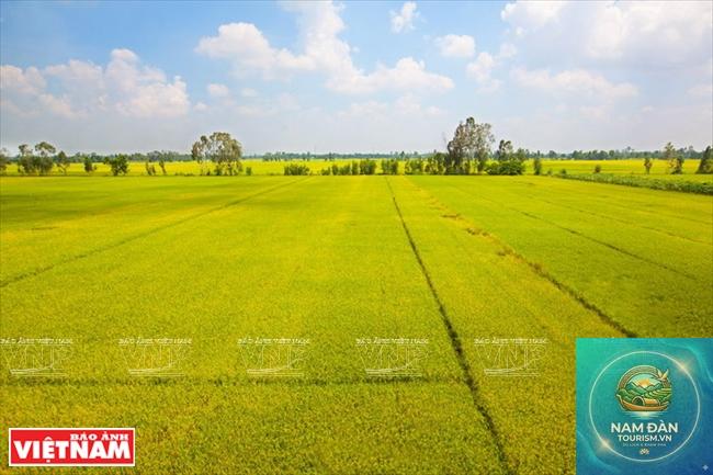 cánh đồng lúa tháp mười - Hình 2