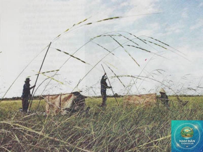 cánh đồng lúa tháp mười - Hình 4