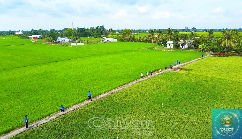 cánh đồng lúa vĩnh lợi - Hình 2
