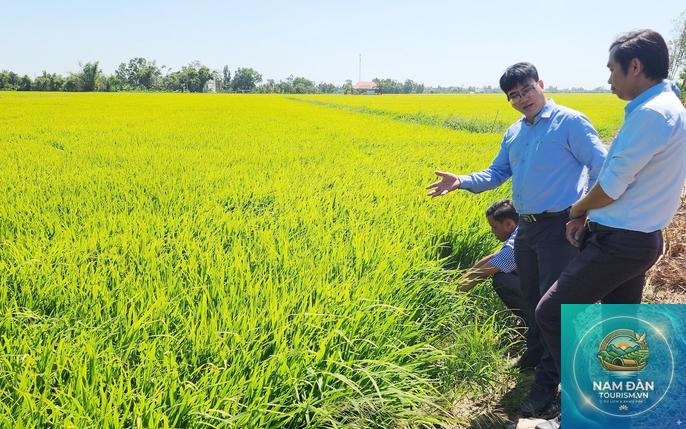 cánh đồng lúa vĩnh lợi - Hình 3