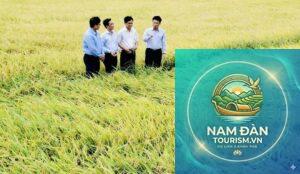 cánh đồng lúa vĩnh lợi