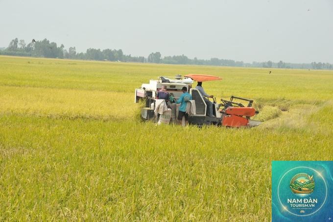cánh đồng lúa vĩnh lợi - Hình 4