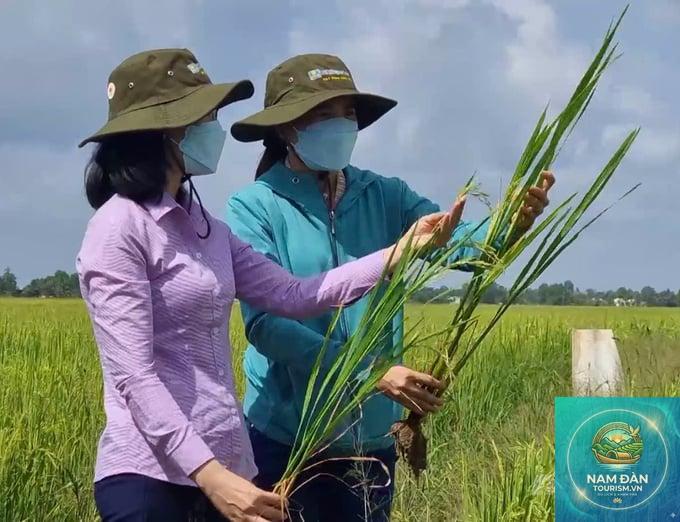 cánh đồng lúa vĩnh lợi - Hình 5