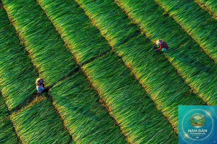 cánh đồng lúa vĩnh long - Hình 3