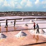 cánh đồng muối vĩnh châu