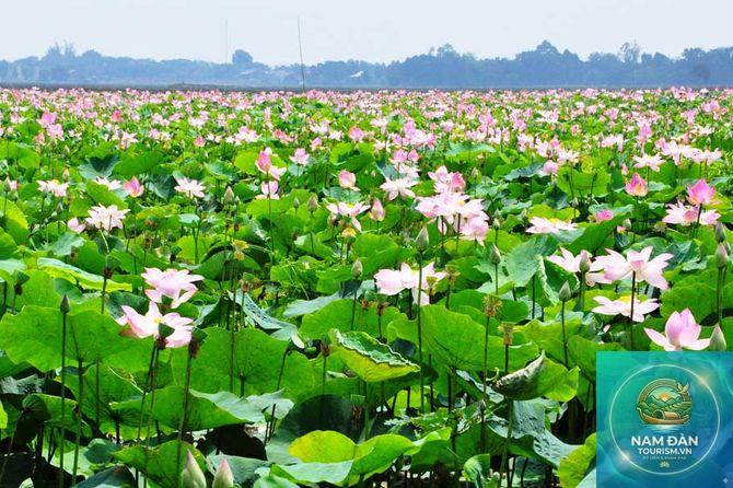 cánh đồng sen an long - Hình 2