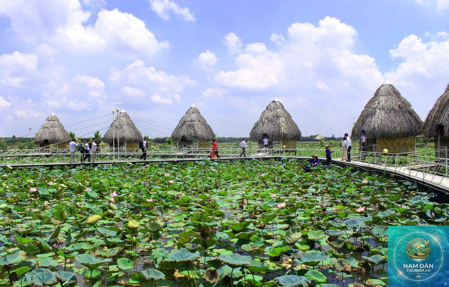 cánh đồng sen mỹ an - Hình 3