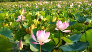 cánh đồng sen mỹ an