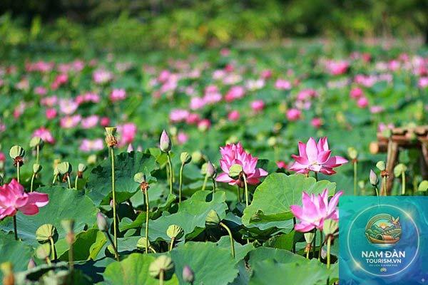 cánh đồng sen mỹ an - Hình 4