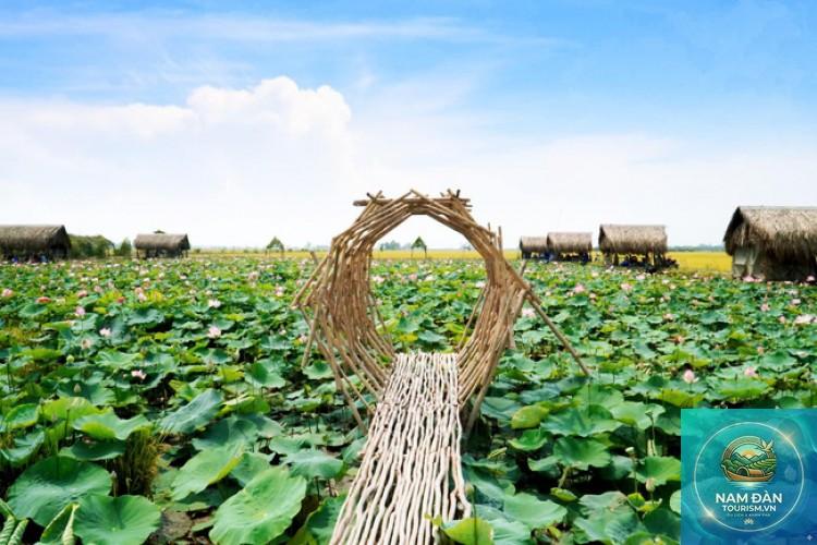 cánh đồng sen mỹ an - Hình 5