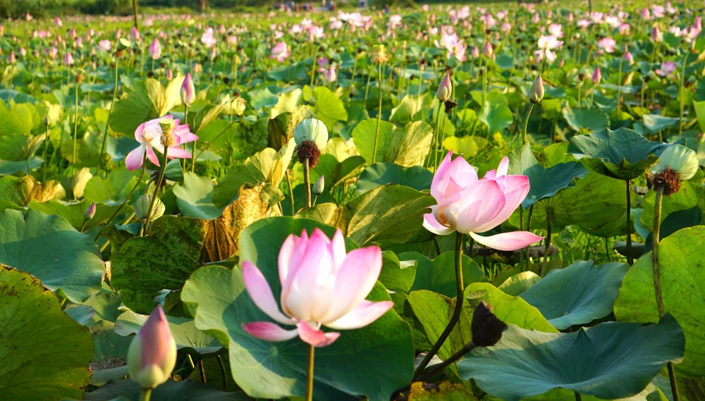 cánh đồng sen mỹ an - Hình 1