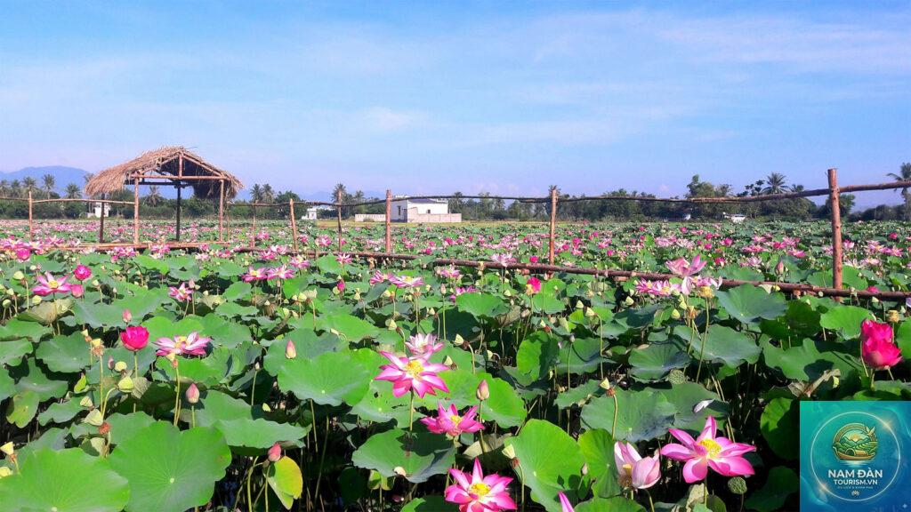cánh đồng sen mỹ hiệp