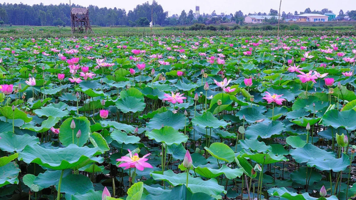 cánh đồng sen mỹ hiệp - Hình 2