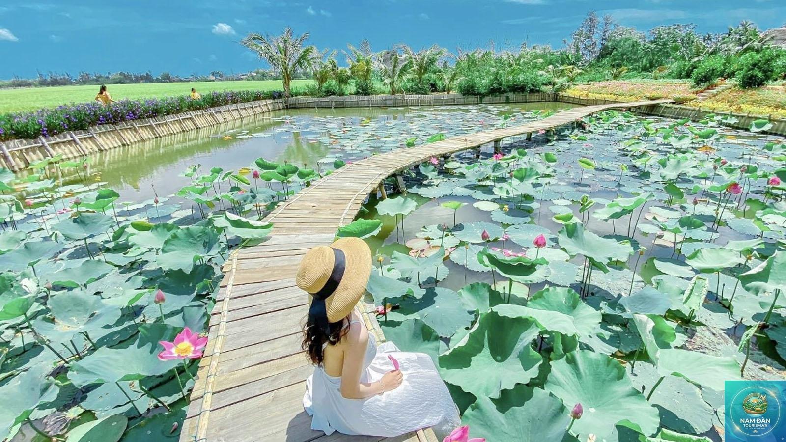 cánh đồng sen mỹ hiệp - Hình 3