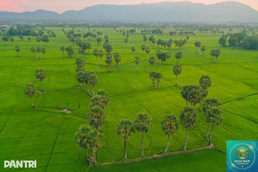 cánh đồng thốt nốt tri tôn
