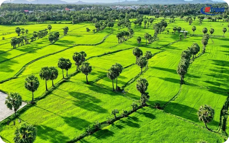 cánh đồng thốt nốt tri tôn - Hình 3