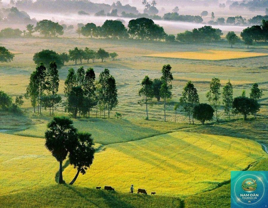 cánh đồng thốt nốt tri tôn - Hình 4