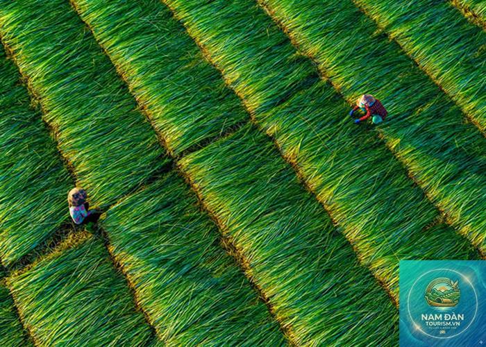 cánh đồng vũng liêm - Hình 4