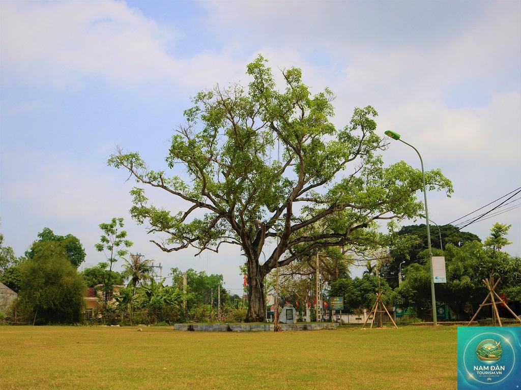 cây đa làng sen - Hình 2