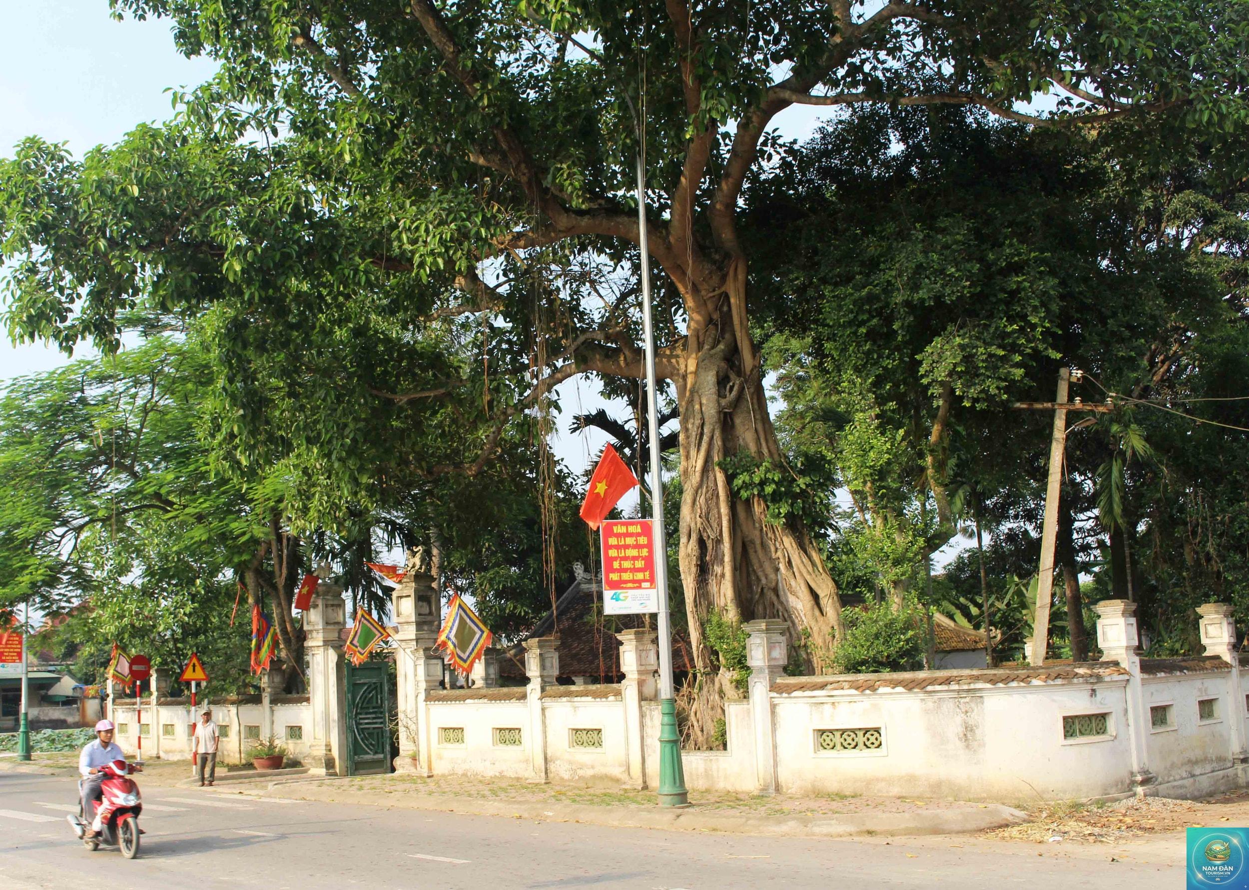 cây đa làng sen - Hình 4
