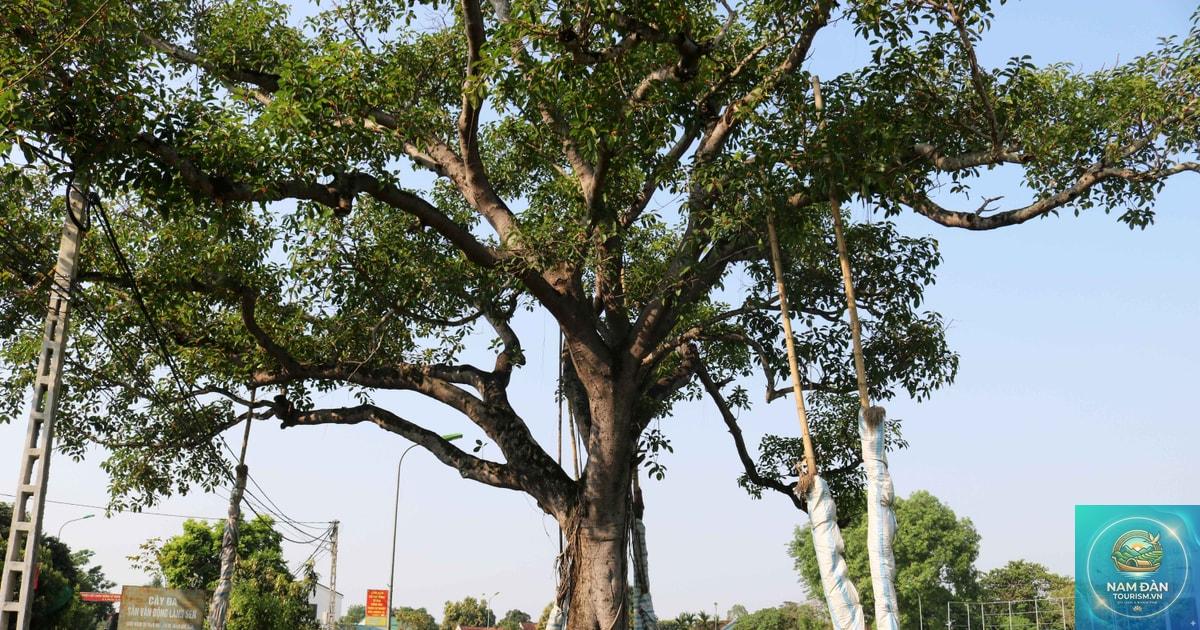 cây đa làng sen - Hình 5