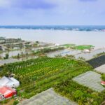 Cù lao Tân Lộc – Viên ngọc xanh giữa lòng sông Tiền với vườn cây trái bạt ngàn và du lịch sinh thái miệt vườn độc đáo cù lao tân lộc