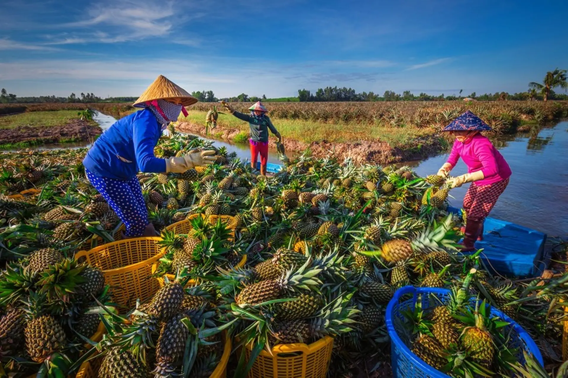 đặc sản hậu giang - Hình 5