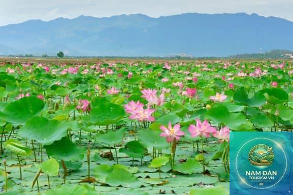 đầm sen đồng tháp - Hình 3