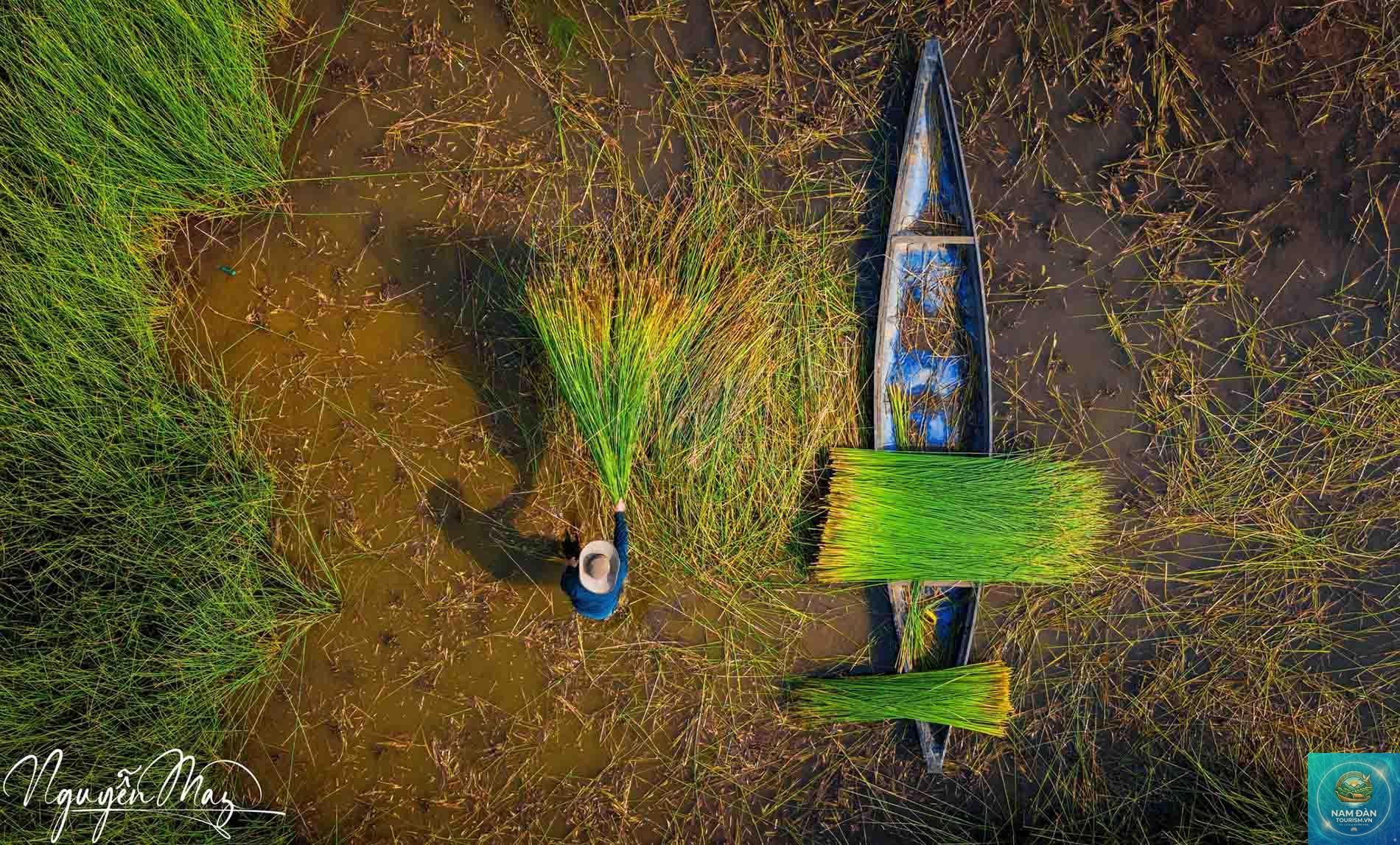 đồng cỏ bàng long an - Hình 3
