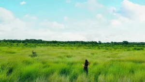 đồng cỏ bàng long an