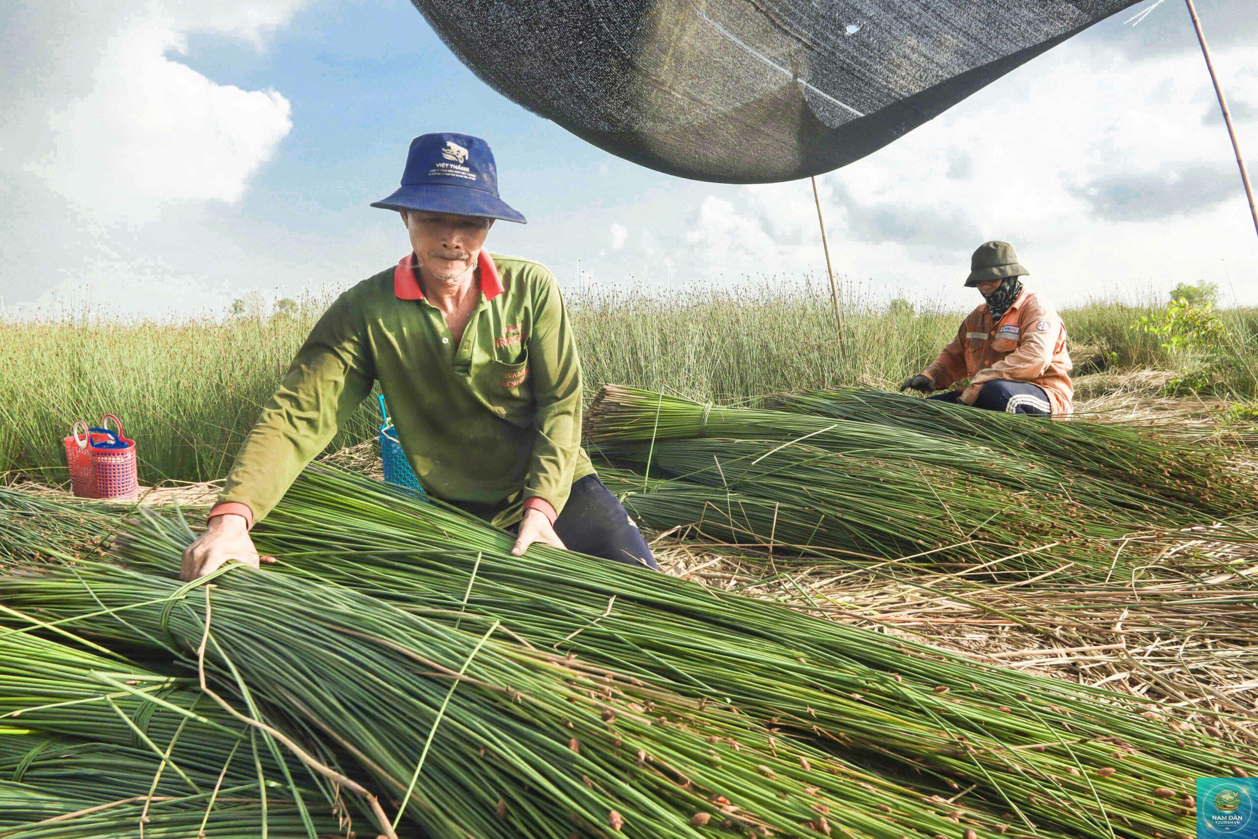 đồng cỏ bàng long an - Hình 5