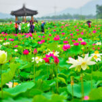 đồng sen tân lập
